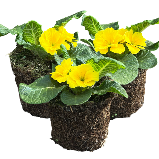 Primrose Yellow | 3 or 6 1L Pots