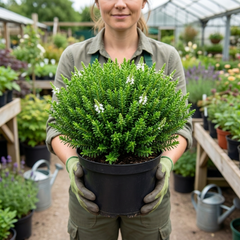 1 Hebe Emerald Gem Hardy Perennial Plant, Compact Evergreen Flowering Shrub, 2 Litre Root Ball