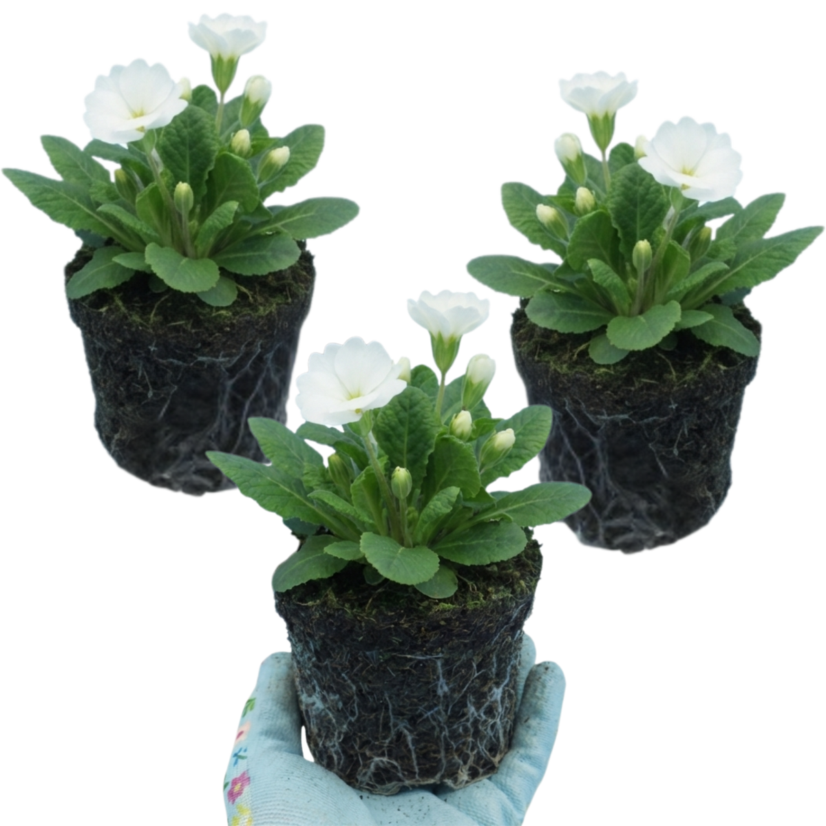 Set of 3 or 6 Primula Little Queen White Hardy Perennial Plants, Spring Flowering, Outdoor Garden Ready, 1 Litre Root-Ball