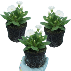 Set of 3 or 6 Primula Little Queen White Hardy Perennial Plants, Spring Flowering, Outdoor Garden Ready, 1 Litre Root-Ball