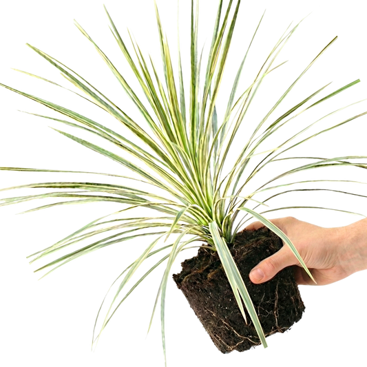 Astelia Silver Spear | 3 or 6 1L Pots