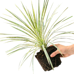 Astelia Silver Spear | 3 or 6 1L Pots