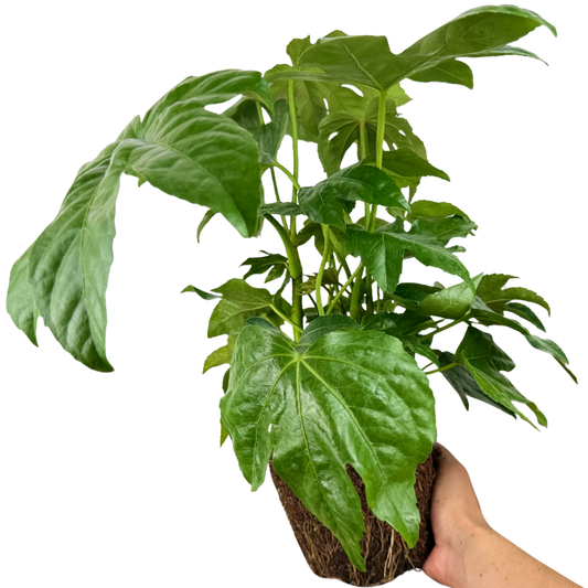Fatsia Japonica | 3L Pots