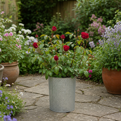 3Ltr Red Patio Rose Plant in Nursery Pot, Outdoor Pots