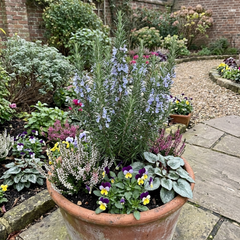Set of 3 or 6 Rosemary ‘Blue Winter’ Herb Plants (Salvia rosmarinus), Hardy Evergreen Culinary Shrub, Outdoor Garden Ready, 1 Litre Root-Ball