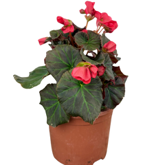 1 Begonia Solenia Dark Pink Flowering Plant, Summer Garden Ready, 17cm Root Ball