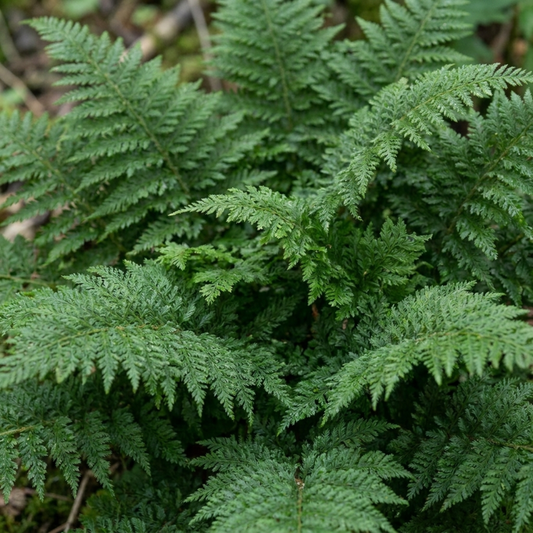 Soft Shield Fern Polystichum Plumosum Densum Plants, Hardy Evergreen Perennial, 1 Litre Root Ball