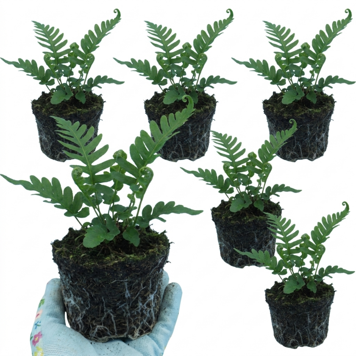 Evergreen Polypodium Vulgare Hardy Fern Plants for Shade Garden, Live Perennial, 11cm Root Ball