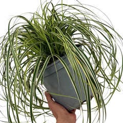 1 Large Plant - Carex Feather Falls, Ready to Plant in Your Garden, 5L Pot