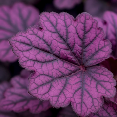 Heuchera Wild Rose | 2L Pots