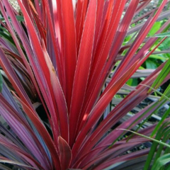 Cordyline Red Star | 3 or 6 1L Pots