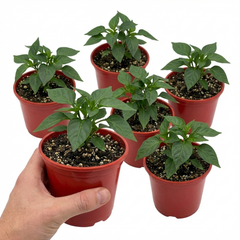 Sweet Pepper Redskin, Ready to Plant in Your Garden