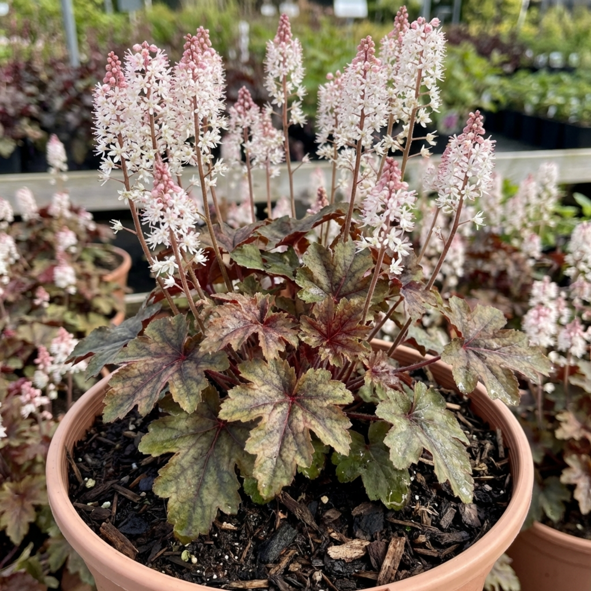 1 Tiarella Sugar and Spice Foam Flower, Hardy Shade Perennial Plant, 2 Litre Root-Ball