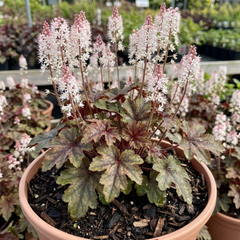 1 Tiarella Sugar and Spice Foam Flower, Hardy Shade Perennial Plant, 2 Litre Root-Ball