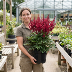 1 Large Plant - Astilbe Music Series Red, Ready to Plant in Your Garden, 5L Pot