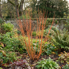 Cornus Anny's Winter Orange Plant, Hardy Dogwood Shrub for Winter Interest, Litre Root Ball
