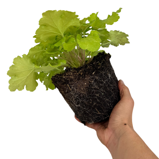 Heuchera Lime Marmalade