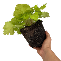 Heuchera Lime Marmalade