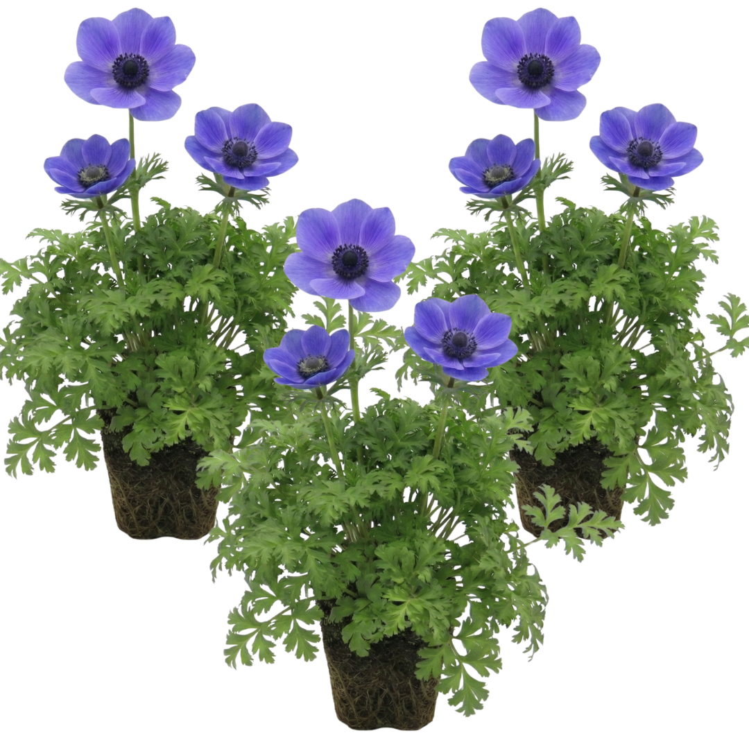 Anemone ‘Harmony Blue’, Ready to Plant in Your Garden