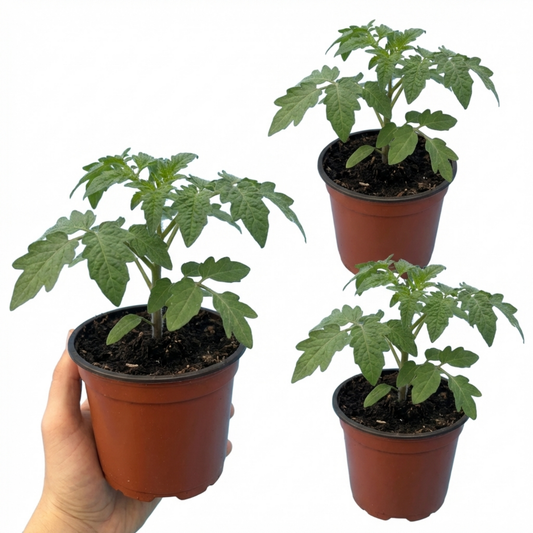 Set of 3 or 6 Large Plants - Tomato Rose Crush Variety, Ready to Plant in Your Garden