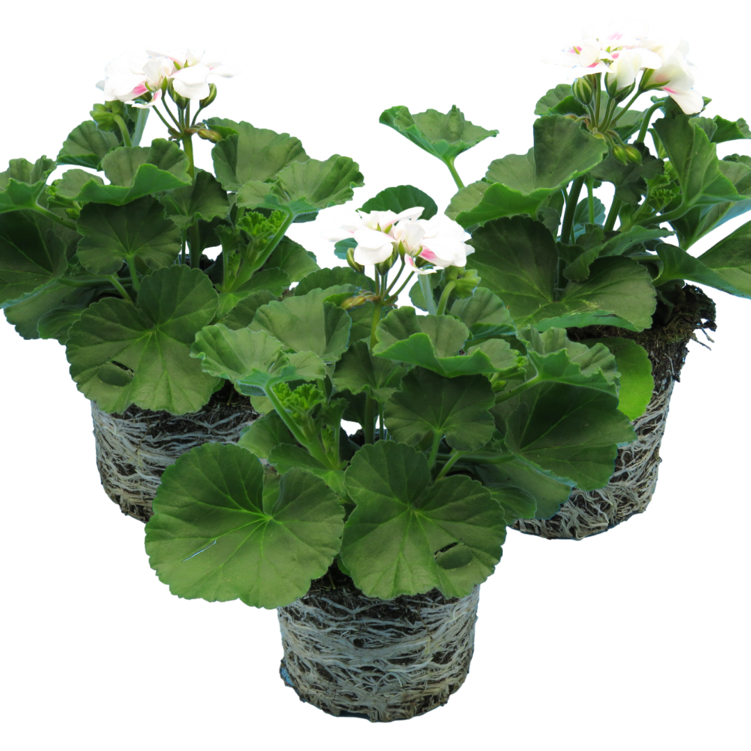 Pelargonium Toscana Dolce Vita Stella, Ready to Plant in Garden