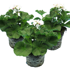 Pelargonium Toscana Dolce Vita Stella, Ready to Plant in Garden