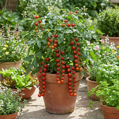 Tomato Sweet Million Variety, Ready to Plant in Your Garden