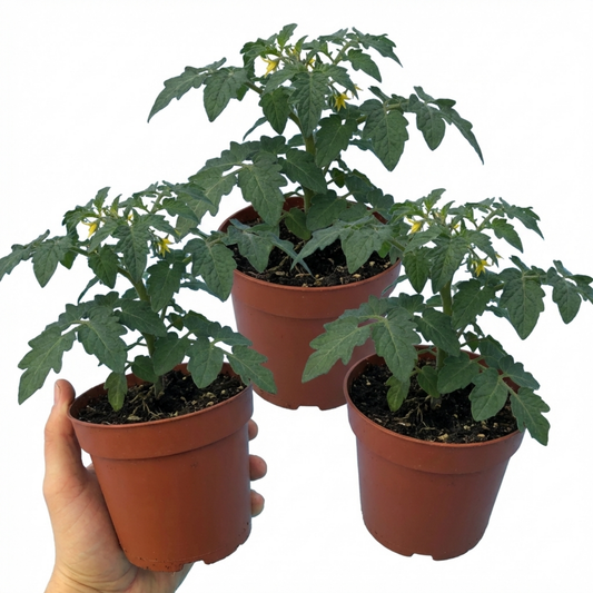 Set of 3 or 6 Large Plants - Tomato Losetto Variety, Ready to Plant in Your Garden, 10.5 cm