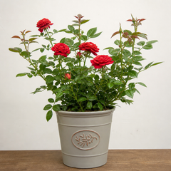 3Ltr Red Patio Rose Plant in Nursery Pot, Outdoor Pots