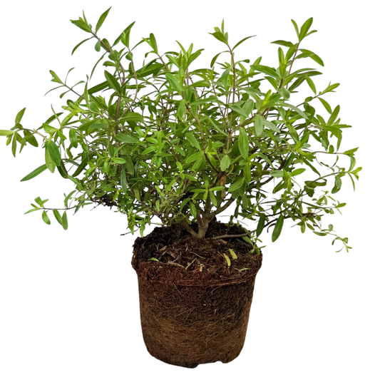 Hebe Mrs Winder | 2L Pots