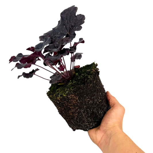 Heuchera Obsidian