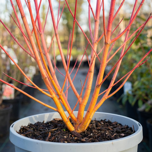 Cornus Midwinter Fire Shrub, Red Stem Dogwood Plant for Winter Interest, Litre Root Ball