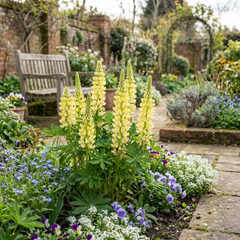Lupin Legendary Yellow Plants, Hardy Perennial, Summer Flowering, Cottage Garden Ready, 1Ltr Root Ball