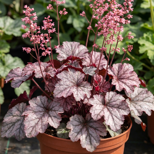 1 Heuchera Pink Fizz Coral Bells Plant, Hardy Evergreen Perennial, 17cm Root Ball