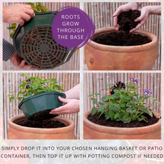 7 Colour Coordinated Plants - Berry Swirl Theme Speedplanter, Garden Ready