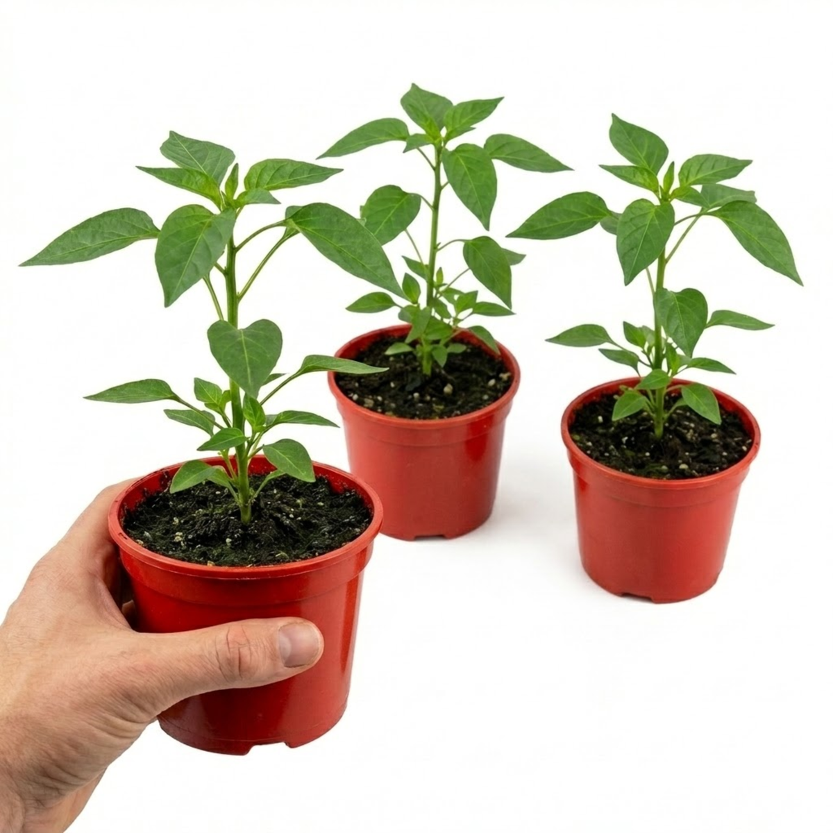 Chilli Pepper Plants - Thai Dragon, Ready to Plant in Your Garden