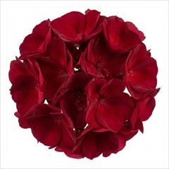 1 Large Plant - Geranium Calliope Dark Red, Outdoor Garden Ready, 2L Pot