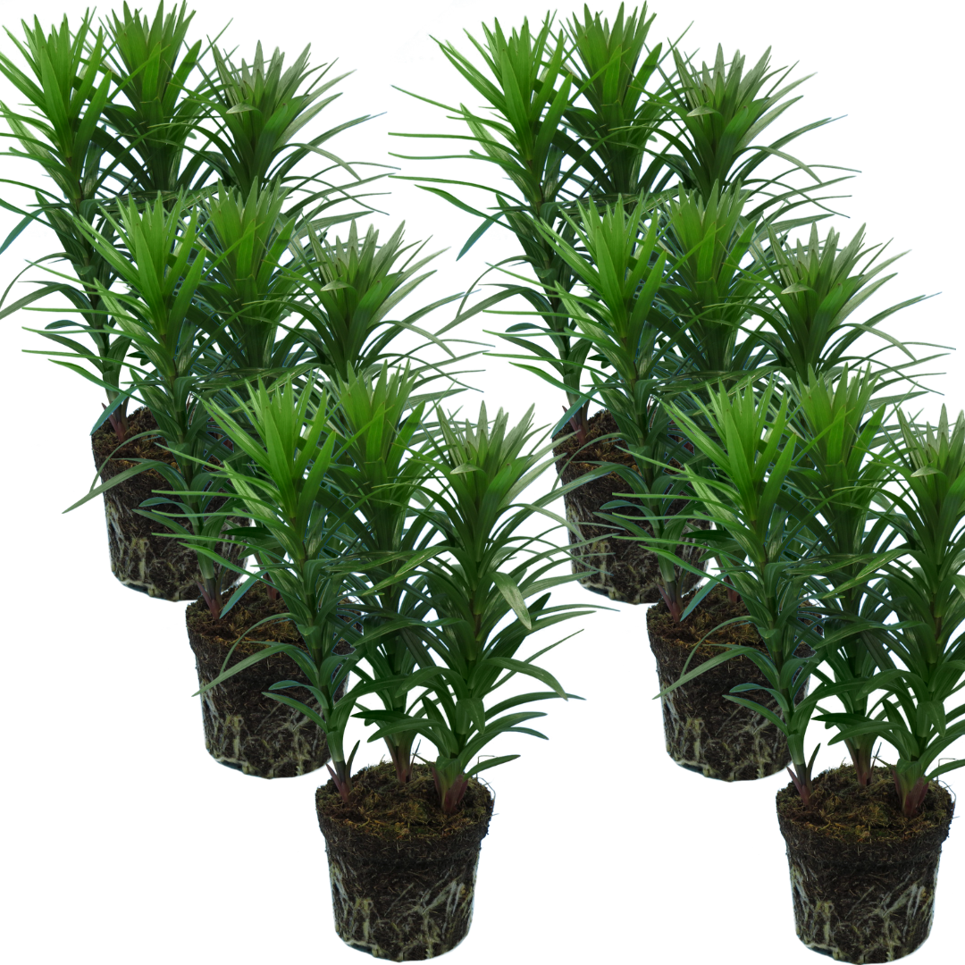 Set of 3 or 6 Large Garden Lily Plants - Asiatic Lily Pink, Ready to Plant in Your Garden