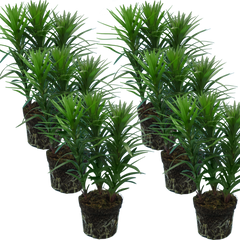 Set of 3 or 6 Large Garden Lily Plants - Asiatic Lily Pink, Ready to Plant in Your Garden