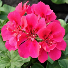 Geranium Sunflair Joscina Hot Pink | 3 or 6 1L Pots