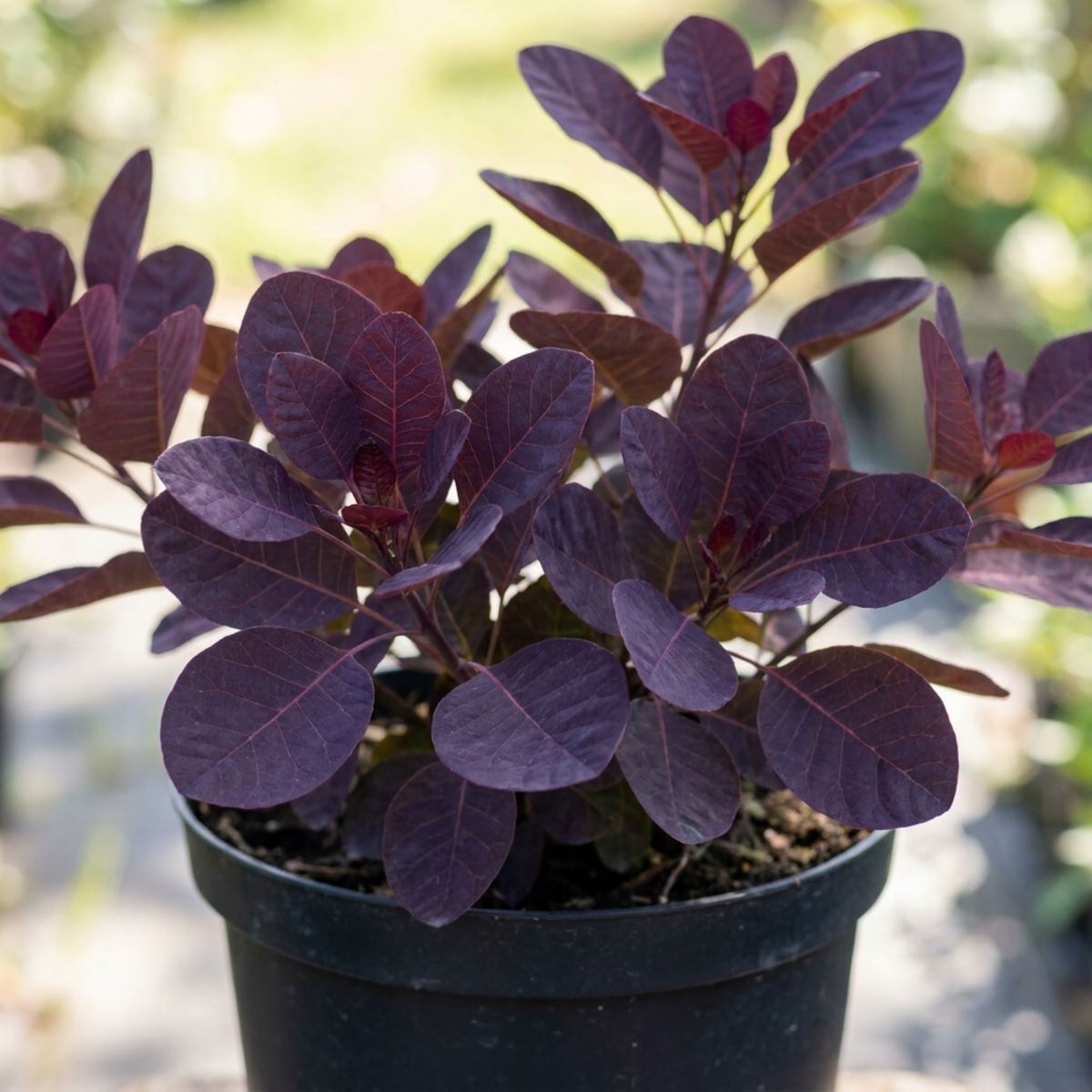 1 Large Plant - Cotinus Royal Purple, Ready to Plant in Your Garden, 3L Pot