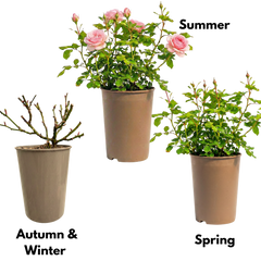 Rose Bush Pink | 3L Pot