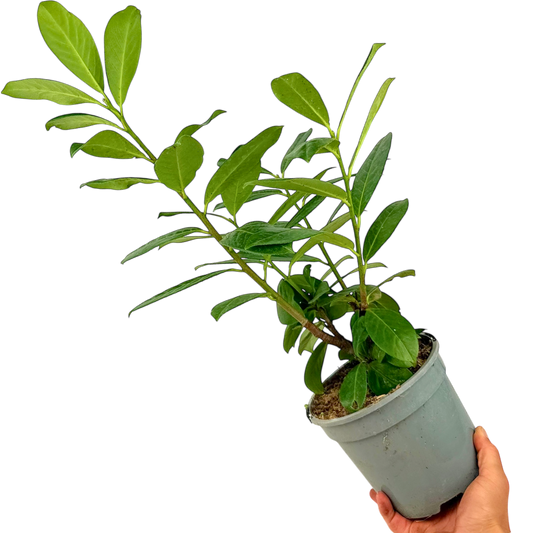 Prunus Novita
