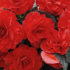 1 Large Plant - Begonia Mocca Scarlet, Ready to Plant in Your Garden, 2L Pot