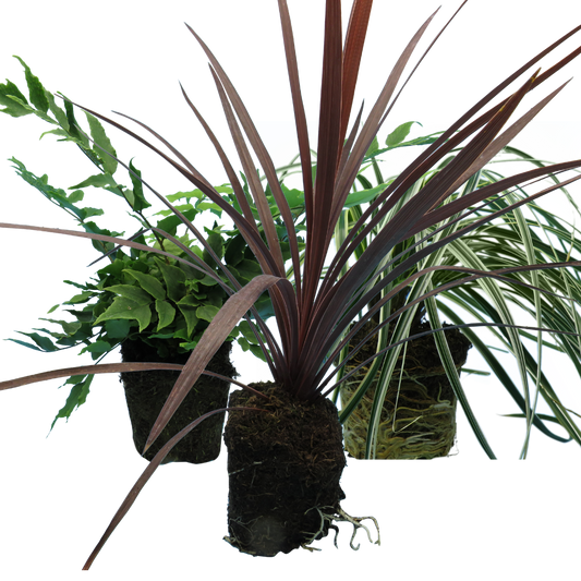Contemporary Mix - Holly Fern, Grass (Carex Feathe Falls), Cordyline Red Star