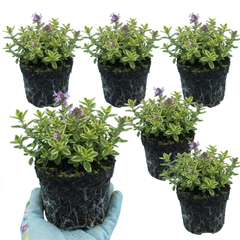 Thymus Precompa Thyme Herb Plants, Hardy Perennial Culinary Herb, Outdoor Garden Ready, 1 Litre Root-Ball