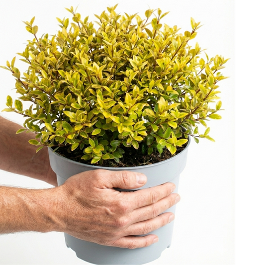 Lophomyrtus Golden Dragon | Large 3L Pot