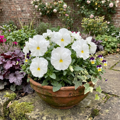 Set of 3 or 6 Pansy Cats Plus White Plants, Hardy Winter & Spring Flowering Pansies, 1 Litre Root-Ball
