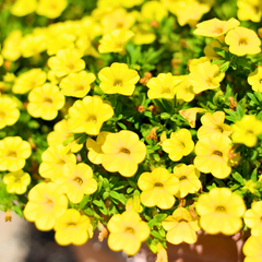 Calibrachoa Cabaret Pure Yellow | 3 or 6 1L Pots