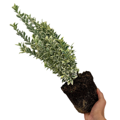 Euonymus White Spire | 2L Pot